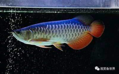 龍魚有必要做檢疫嗎（水產苗種產地檢疫從源頭嚴控重大水生動物疫病傳播十分必要）