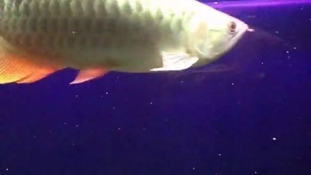 龍魚吃東西視頻：網(wǎng)址觀看龍魚吃東西的視頻：您可以直觀地了解龍魚的飼養(yǎng)方法
