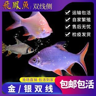 金鳳銀鳳和龍魚(yú)（金鳳魚(yú)和銀鳳魚(yú)可以與龍魚(yú)混養(yǎng)，但需要注意哪些因素）