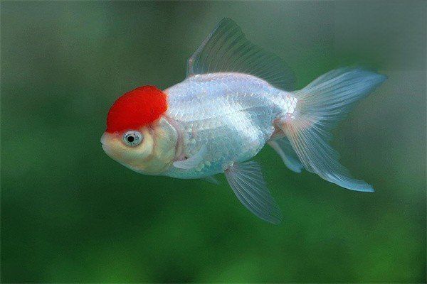 如何判斷龍魚是否得了爛鰓病？