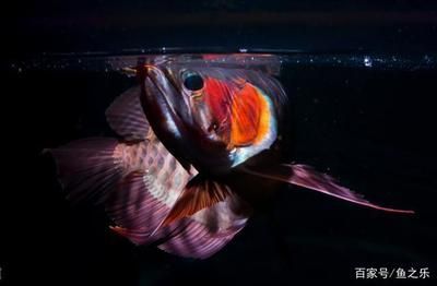 龍魚新入缸頻繁張嘴怎么辦（當龍魚新入缸后頻繁張嘴怎么辦）