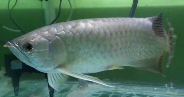 龍魚新入缸頻繁張嘴怎么辦（當龍魚新入缸后頻繁張嘴怎么辦）