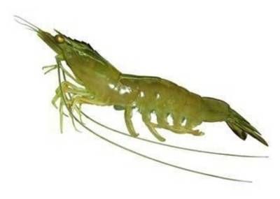 小龍魚喂什么最好：小龍魚的喂養食物選擇對其生長發育至關重要