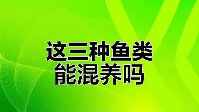 混養時，招財貓魚和龍魚會打架嗎？