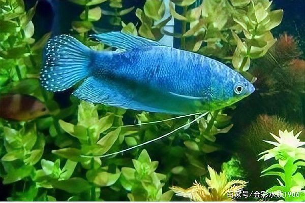 混養時，招財貓魚和龍魚會打架嗎？