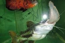 混養時，招財貓魚和龍魚會打架嗎？