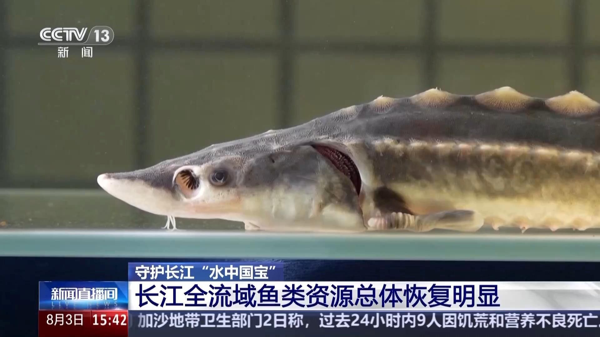 海龍魚禁令對漁業(yè)資源有何影響？