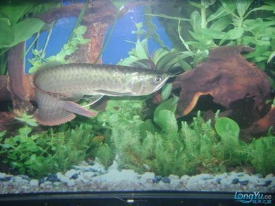 龍魚體型排名