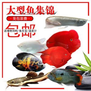 龍魚活體魚：如何預防龍魚活體魚疾病，龍魚活體魚繁殖技巧分享