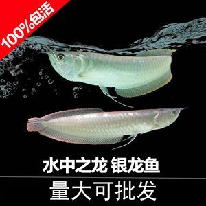 龍魚活體魚：如何預防龍魚活體魚疾病，龍魚活體魚繁殖技巧分享