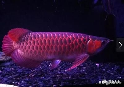 金龍魚銀龍魚紅龍魚哪個最貴（金龍魚、銀龍魚、紅龍魚的價格對比）