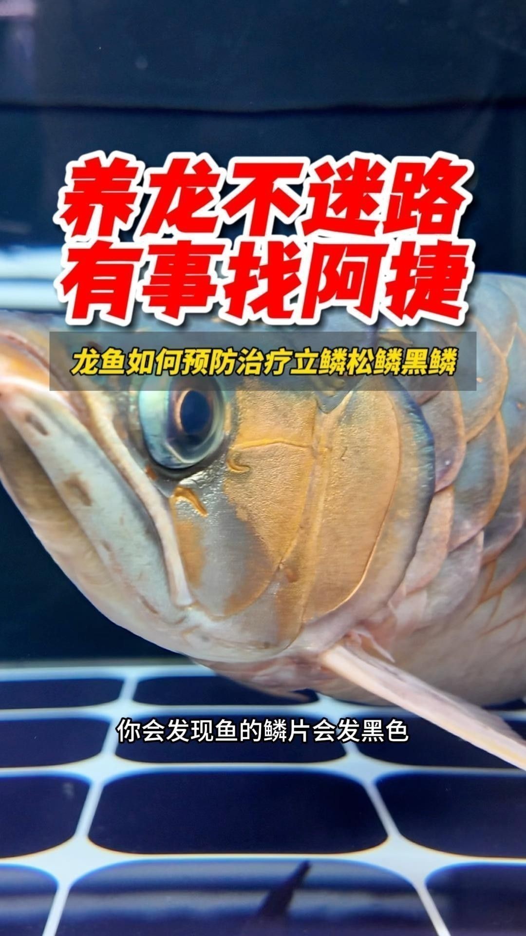 如何預防龍魚鱗片感染？