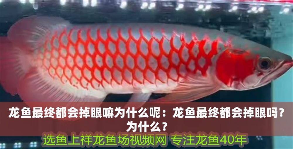 龍魚最終都會掉眼嘛為什么呢：龍魚最終都會掉眼嗎？為什么？