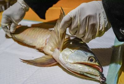 龍魚自己跳出魚缸死了有什么預兆嗎：龍魚跳出魚缸死亡在風水學中可能預示著一些特定情況