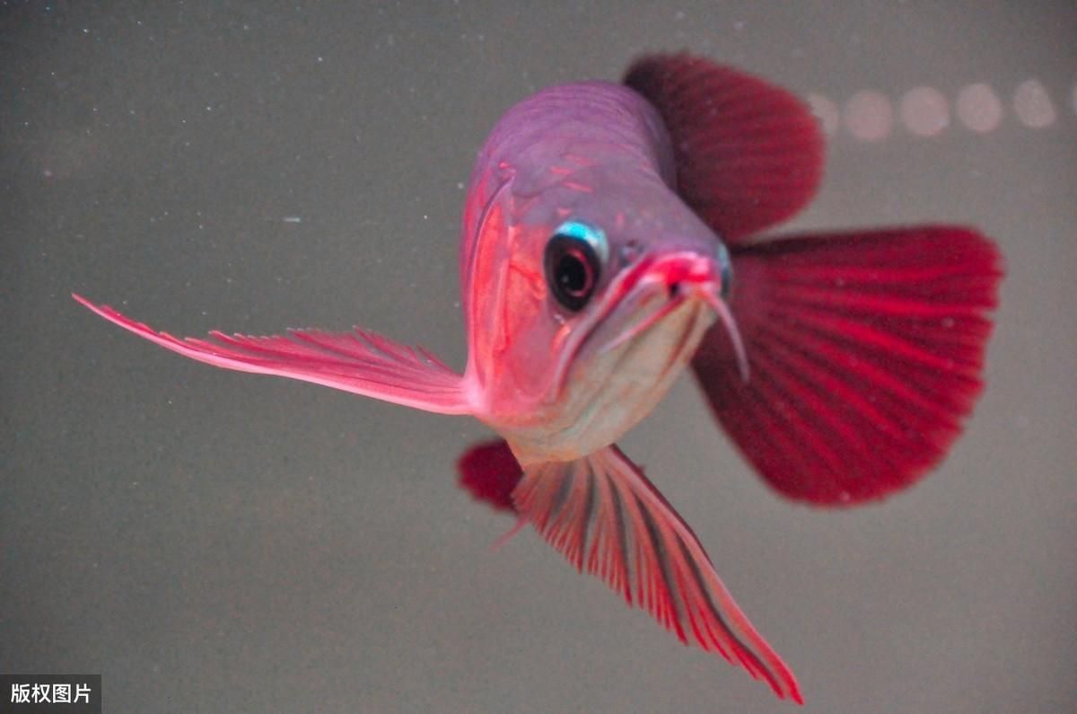 紅龍魚:紅龍魚哪個季節發色好