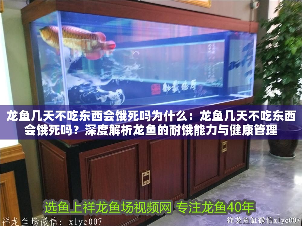 龍魚幾天不吃東西會餓死嗎為什么：龍魚幾天不吃東西會餓死嗎？深度解析龍魚的耐餓能力與健康管理