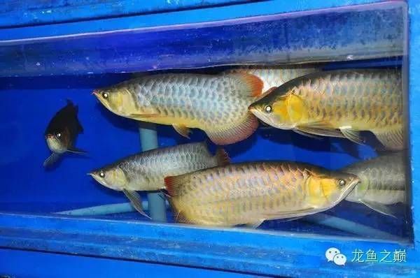 龍魚死后主人多久會死：在探討龍魚死后主人多久會死這一問題時，我們需要明確的是