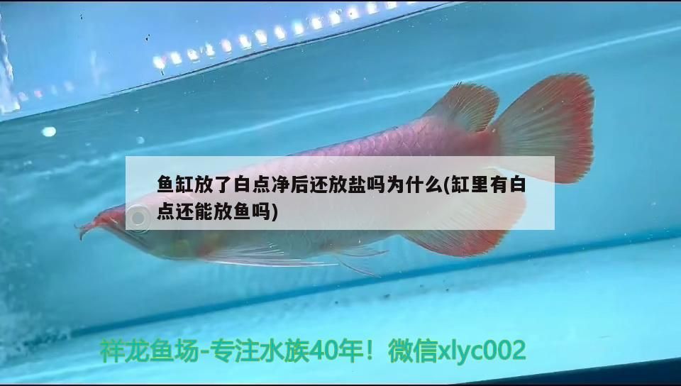 魚缸放了白點凈后還放鹽嗎為什么(缸里有白點還能放魚嗎)