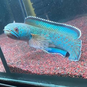 血斑一型雷龍魚價格：血斑一型雷龍魚價格因購買途徑、賣家、魚的品相等因素有所不同