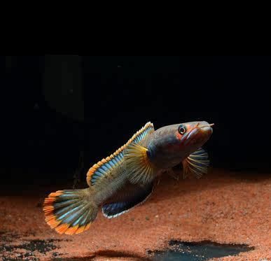 血斑一型雷龍魚價格：血斑一型雷龍魚價格因購買途徑、賣家、魚的品相等因素有所不同