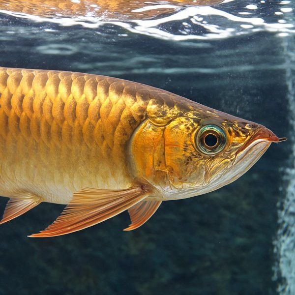 金龍魚是央企嗎？