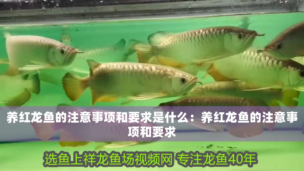 養紅龍魚的注意事項和要求是什么：養紅龍魚的注意事項和要求