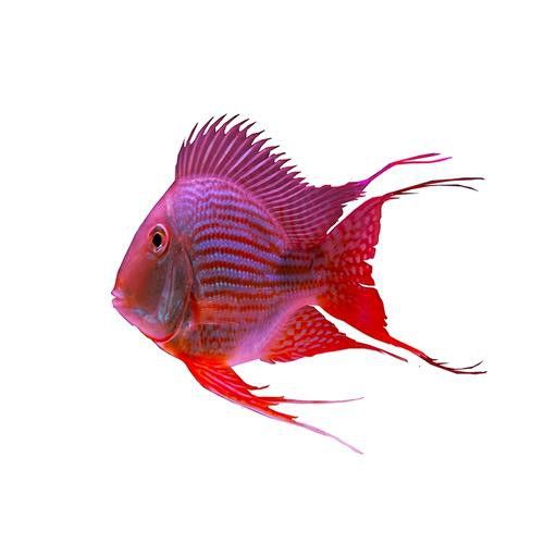 紅金龍魚的價格和圖片