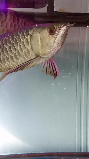 紅金龍魚的價格和圖片
