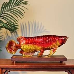 紅金龍魚的價格和圖片