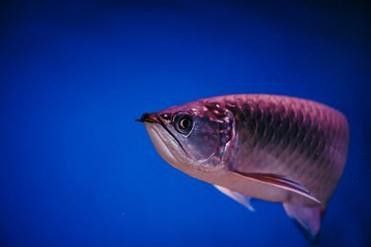 紅金龍魚的價格和圖片