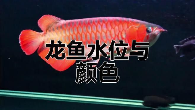 紅金龍魚的價格和圖片