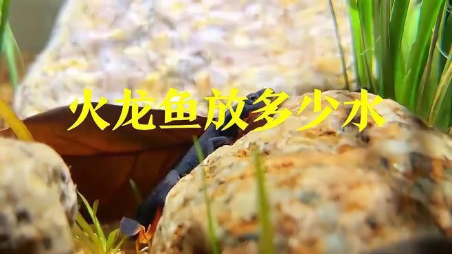 火龍魚用什么水養(yǎng)比較好