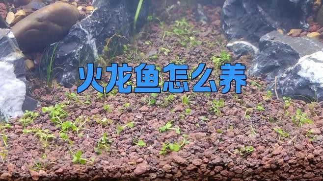火龍魚用什么水養(yǎng)比較好