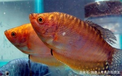 跟龍魚混養的魚有哪些品種：與龍魚混養的魚有哪些品種
