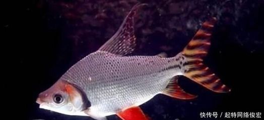 跟龍魚混養的魚有哪些品種：與龍魚混養的魚有哪些品種