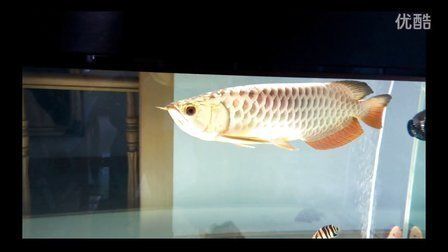 紫底過背金龍魚