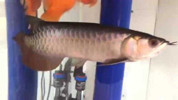 紫底過背金龍魚