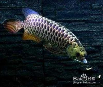 紫底過背金龍魚
