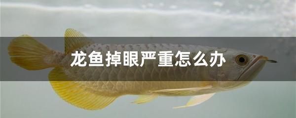 龍魚掉眼放乒乓球有用嗎：龍魚掉眼放乒乓球是否有效