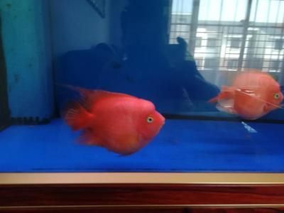 龍魚可以和財神鸚鵡一起養嗎：龍魚和財神鸚鵡可以混養，但實際上需要考慮一些因素