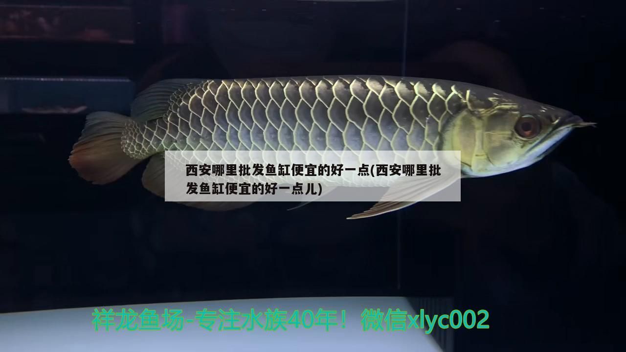 西安哪里批發魚缸便宜的好一點(西安哪里批發魚缸便宜的好一點兒)