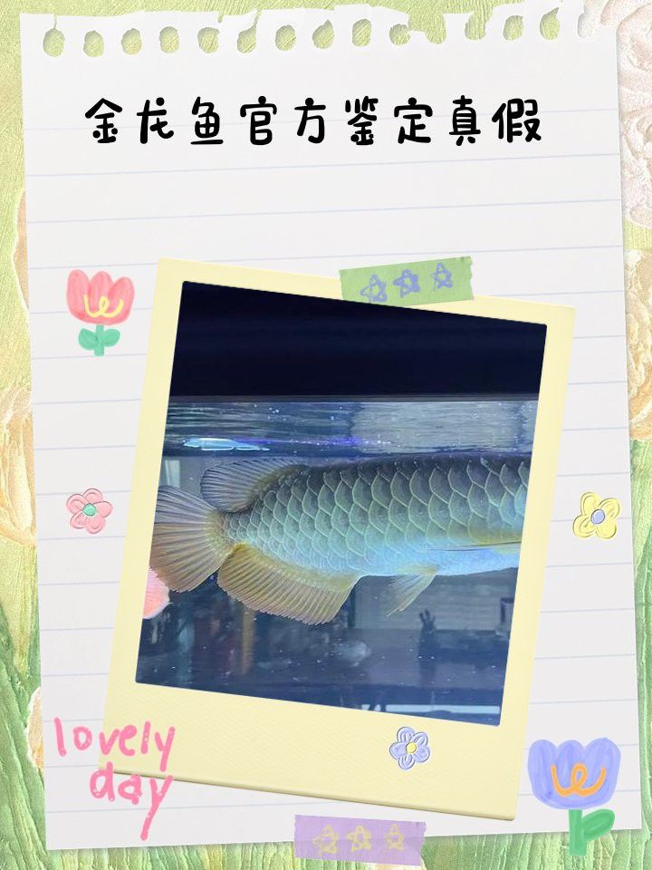 如何辨別金龍魚證書的真偽？ 如何辨別金龍魚證書的真偽？ 龍魚百科 第1張