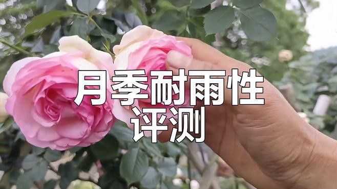 夢(mèng)幻折邊和粉龍哪個(gè)更耐雨？