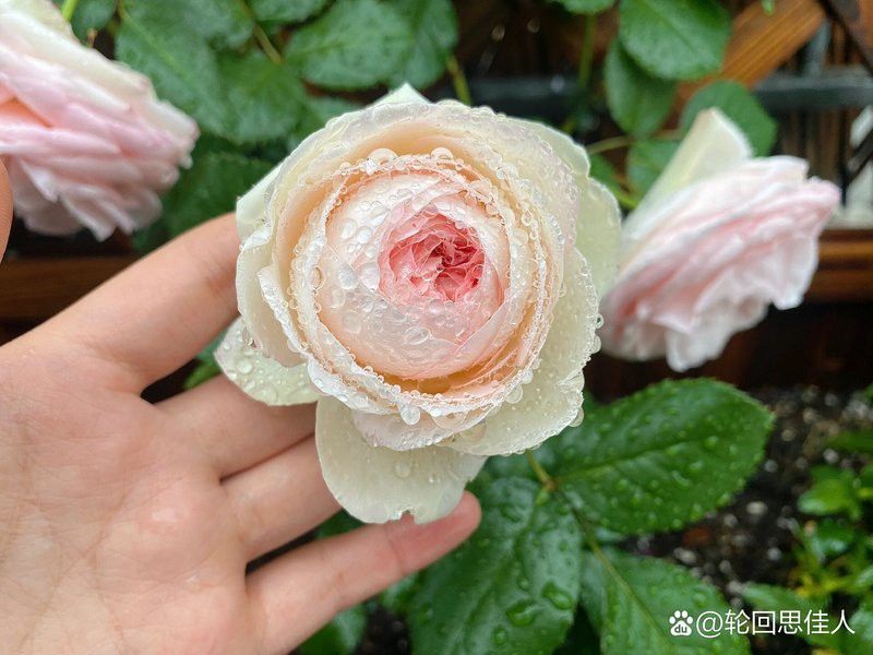 夢(mèng)幻折邊和粉龍哪個(gè)更耐雨？