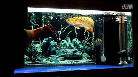 龍魚進新缸幾天可以喂食物：龍魚進新缸后多久可以開始喂食