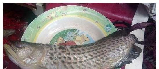 龍魚二十度水溫會凍死嗎：龍魚在20度的水溫下能活多久？