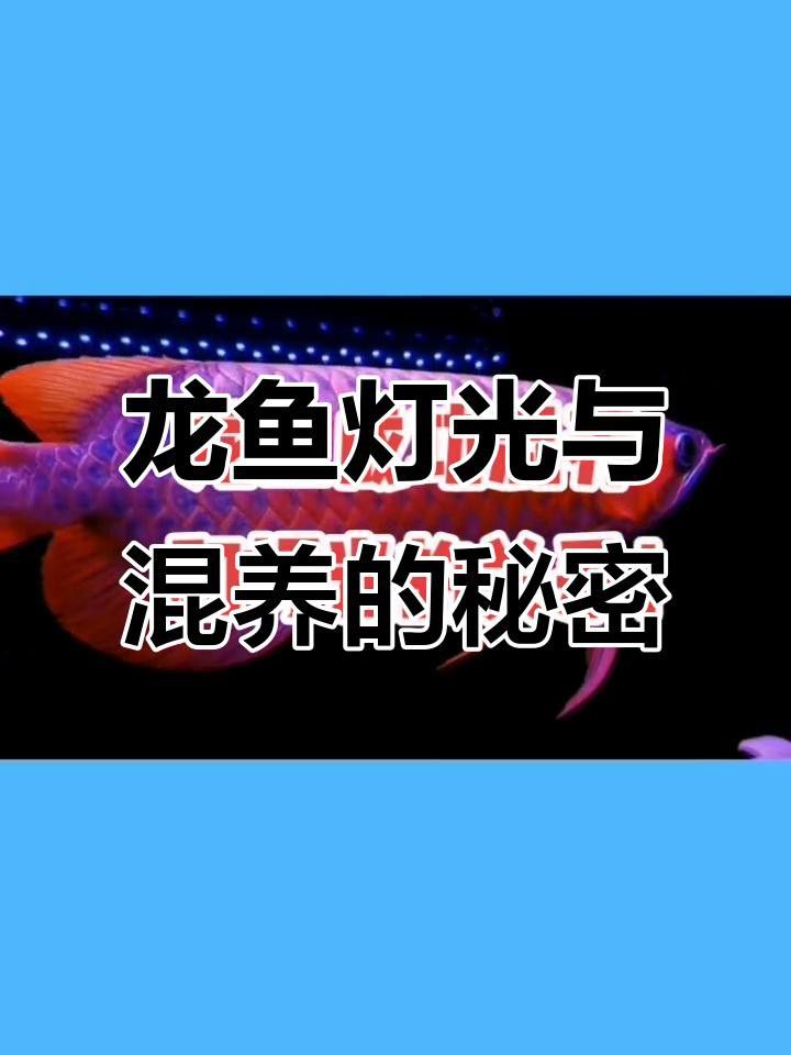 如何設置龍魚魚缸的光照？ 如何設置龍魚魚缸的光照？ 龍魚百科 第3張