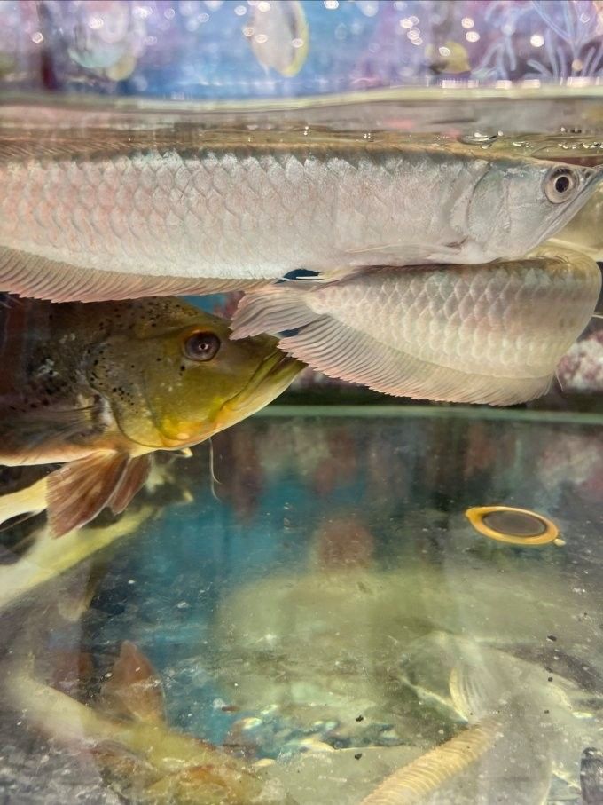 龍魚喂活食不吃魚食怎么辦：新請來的龍魚不吃食，您可以先停止投喂魚食