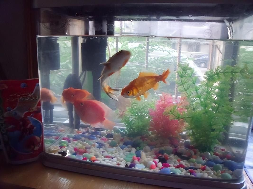 錦鯉和龍魚混養(yǎng)圖片