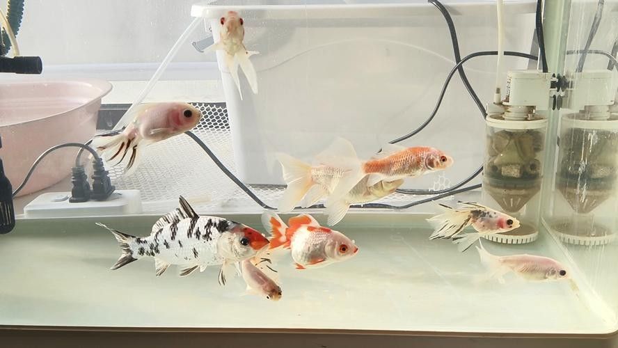 錦鯉和龍魚混養(yǎng)圖片